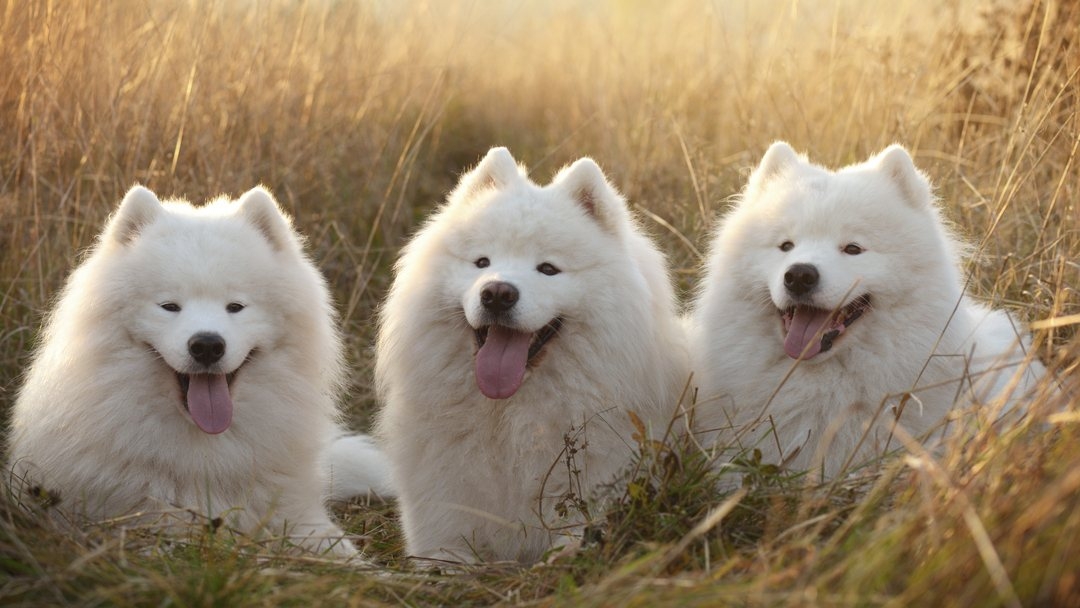 Orders white fluffy dogs for